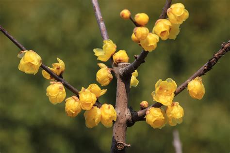 腊梅|蜡梅（蜡梅科蜡梅属植物）